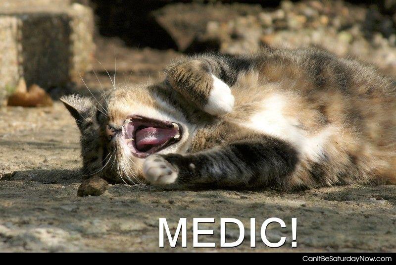 Cat want medic - this cat has been wounded and needs a medic