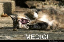 Cat want medic