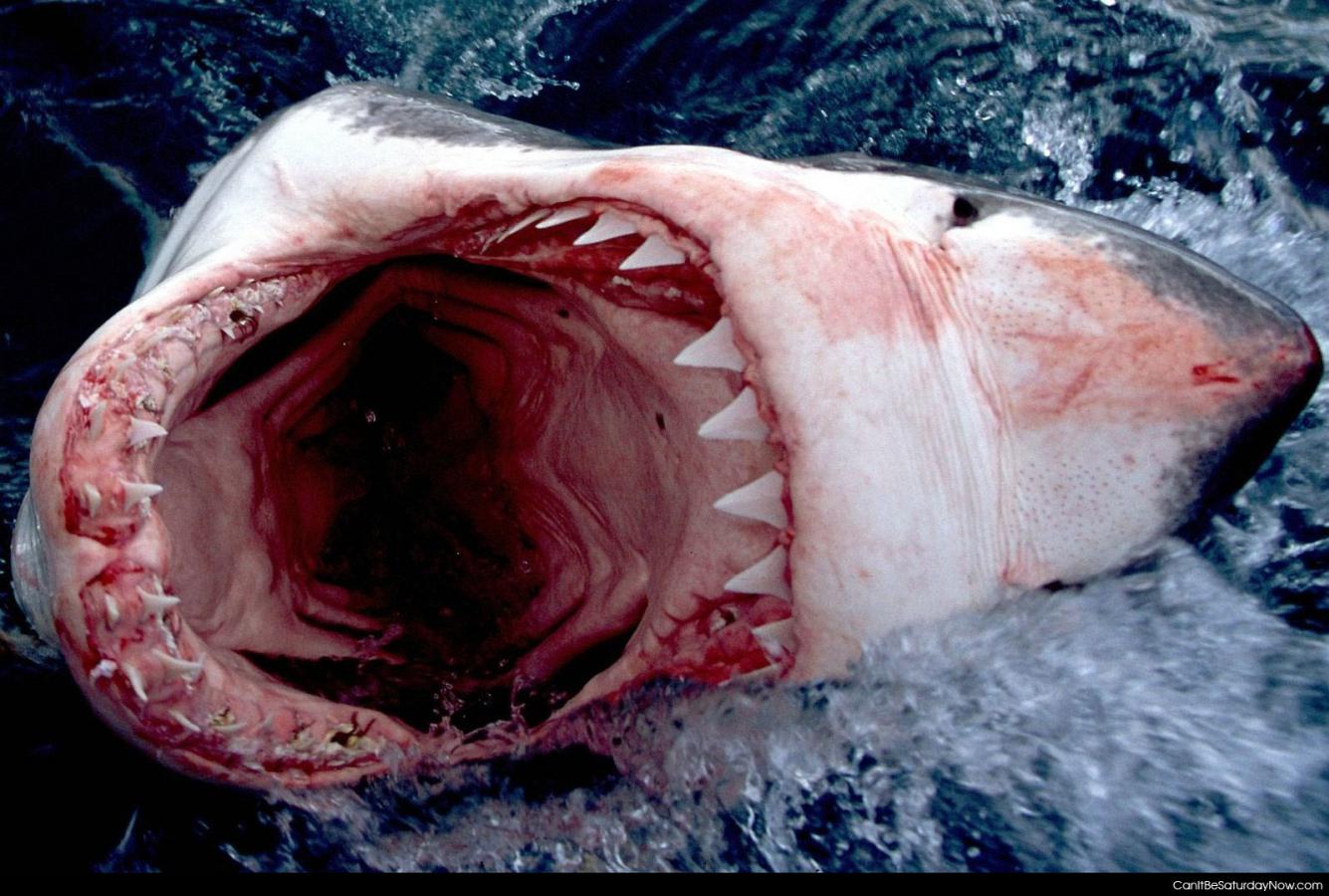 Sharke bites - this shark wants to bite