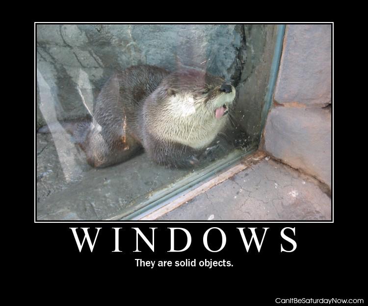 Windows are solid - as this zoo dweller has found out