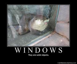 Windows are solid