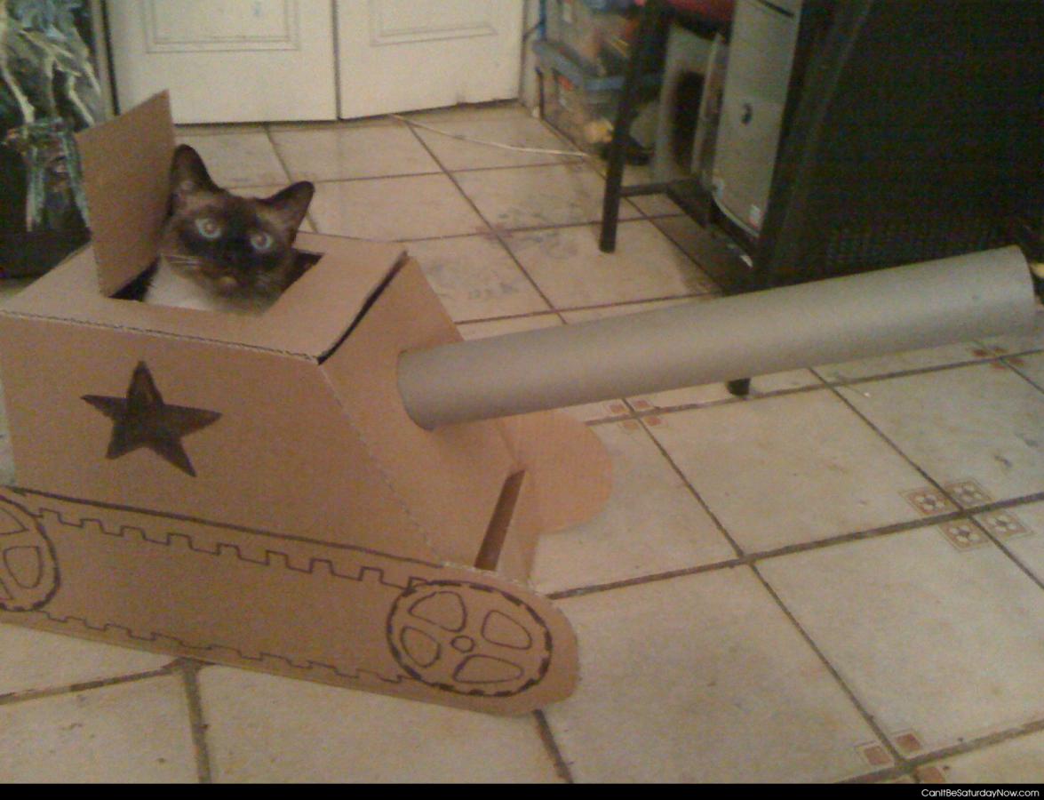 Cat tank - a cat in a tink