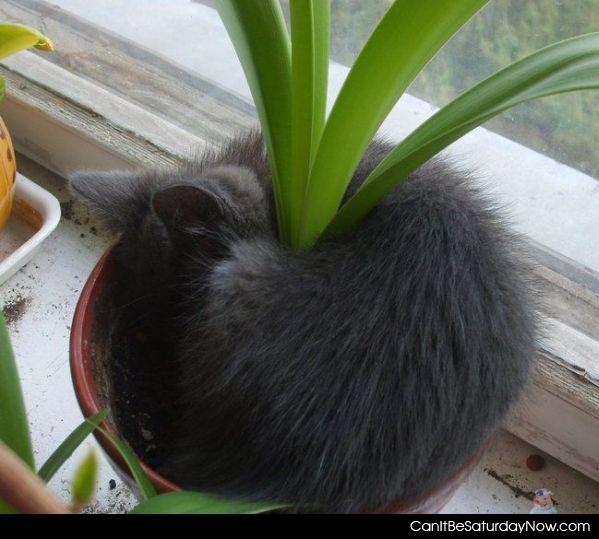 Pot cat - one kitty in a pot