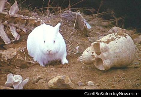 Killer bunny - this bunny kills