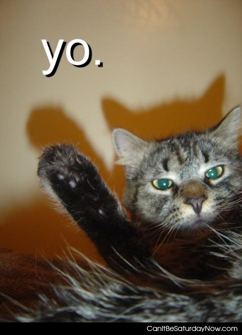 Yo cat - this cat says yo