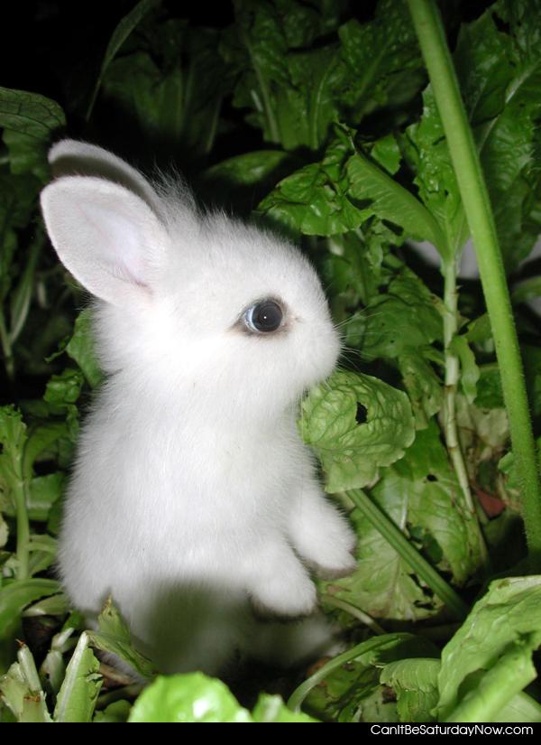 white bunny - A cute picture for you entertainment