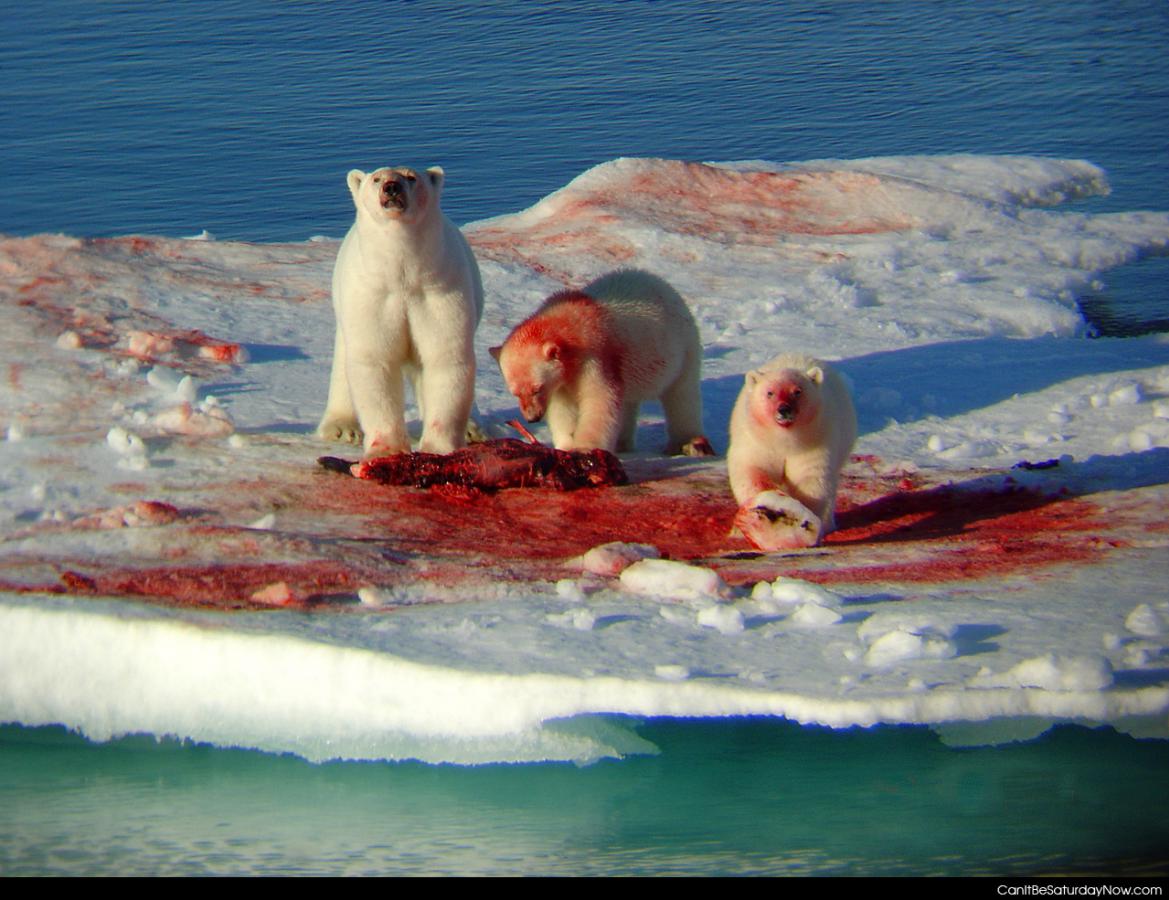 Polar bears eat - Polar bears are cute but they need to eat.