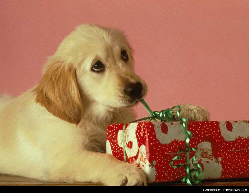 Puppy present - puppy wants to open his present