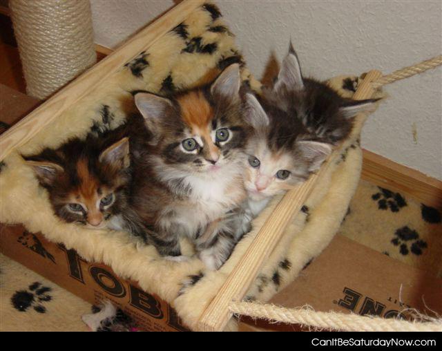 Kitty box - one box with kittens and paw prints.