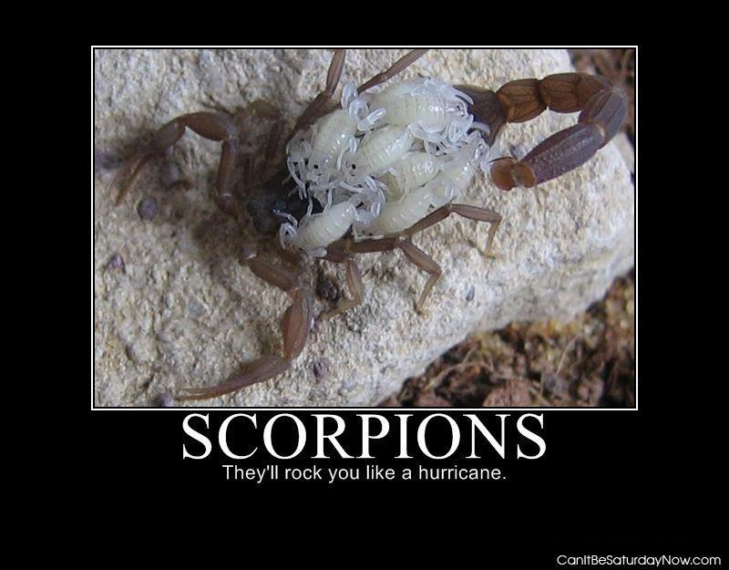 Scorpion mom - mother scorpion and her children