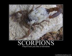 Scorpion mom