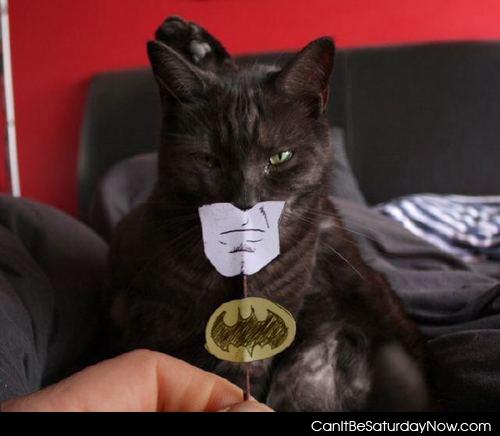 Bat cat - meow