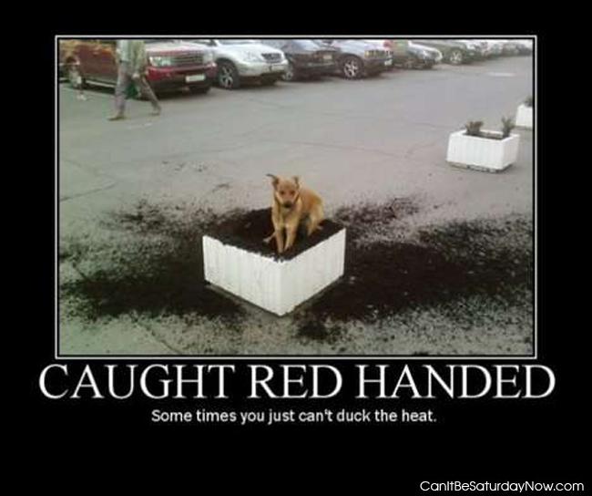 Caught red handed - this dog did it for sure