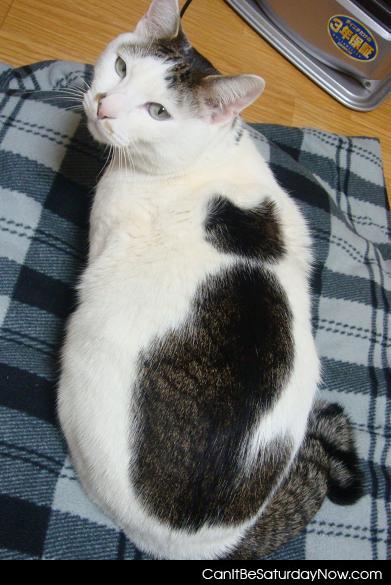 Cat on cat - look closely and find the second cat