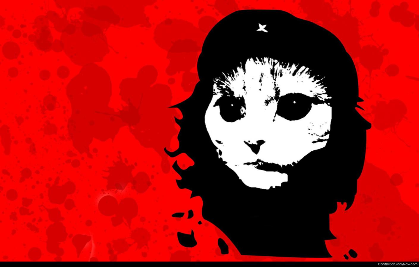 Red kitty - red Communist kitty