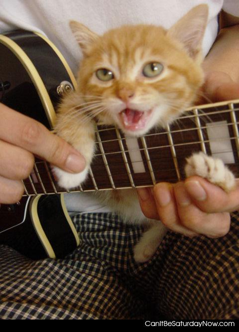 Kitty Music - This kitty can play better than you