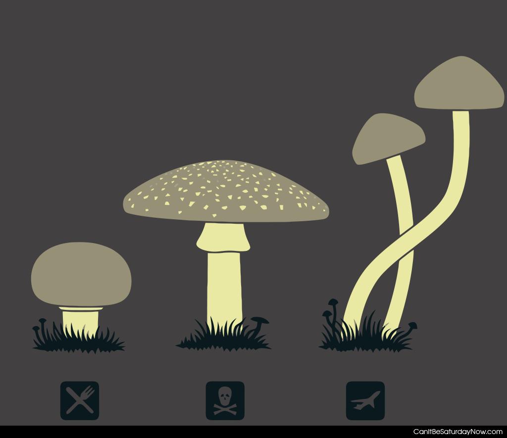 Which mushroom - some are good to eat some are not