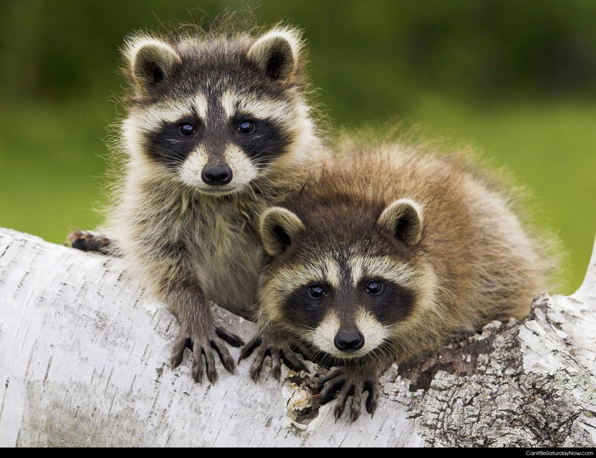 Two raccoons - Two raccoons that stare at you