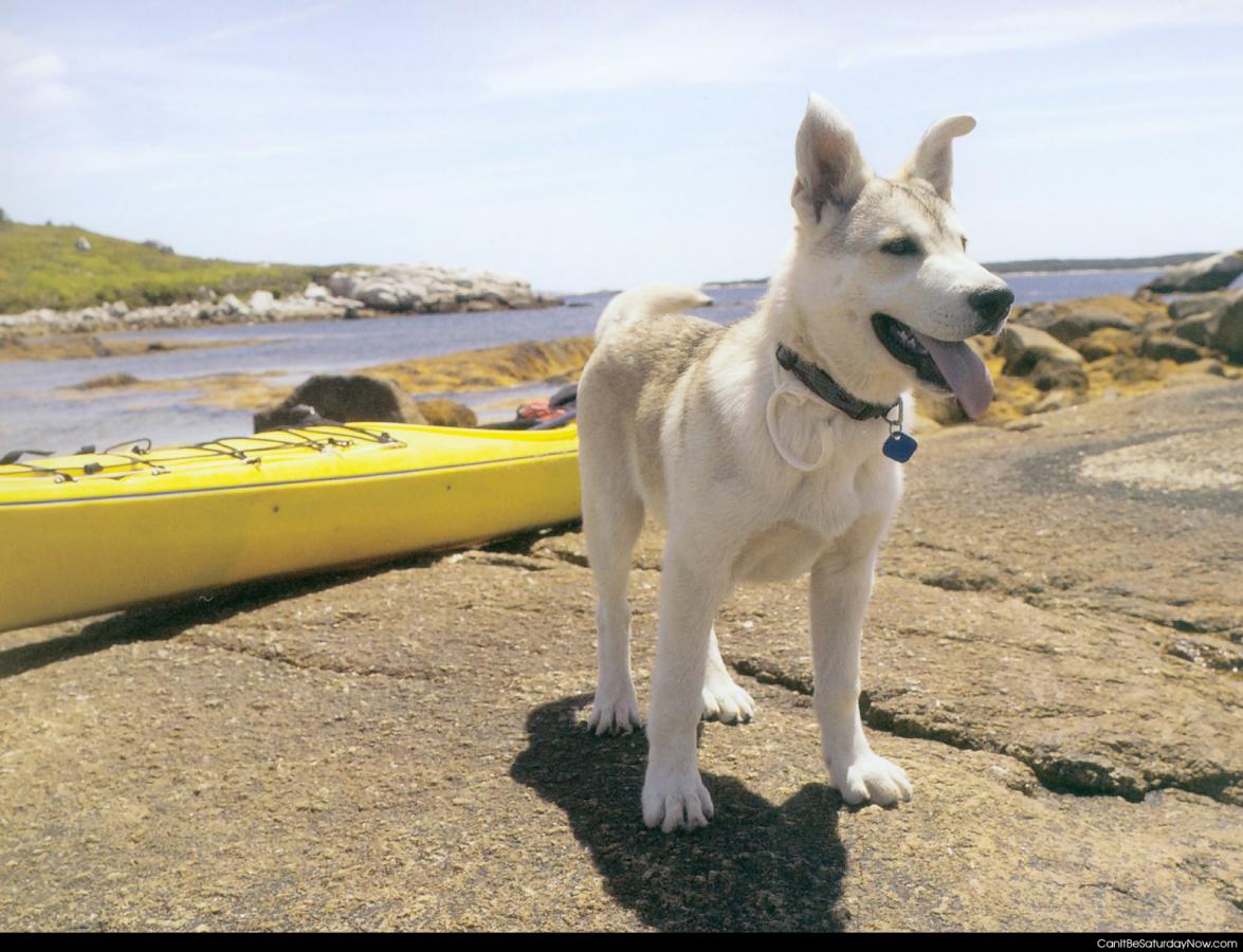 Kayaking dog - what dog doesn't love to kayaking