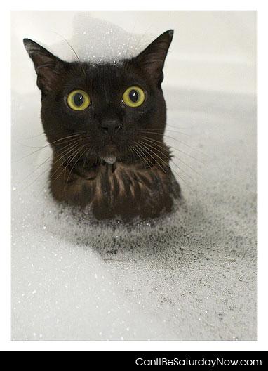 Buble kitty - kitty likes bubble baths