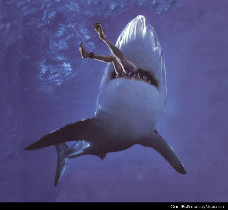 Shark nom noms - shark eating a surfer