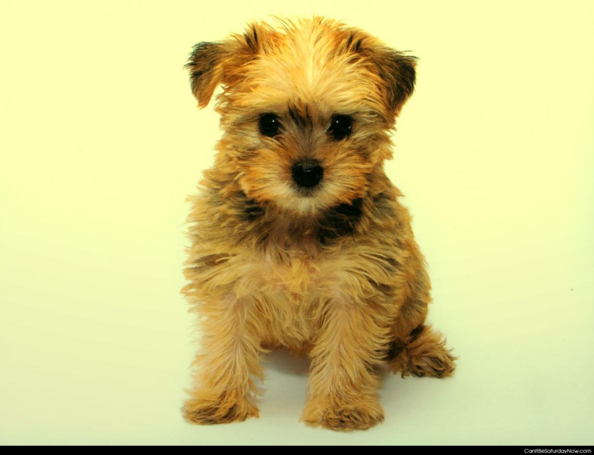 Brown puppy - small cute brown puppy