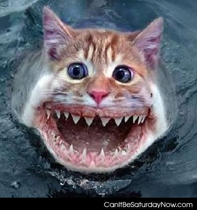 Kitty shark - kitty shark is about as cool as crocaduck