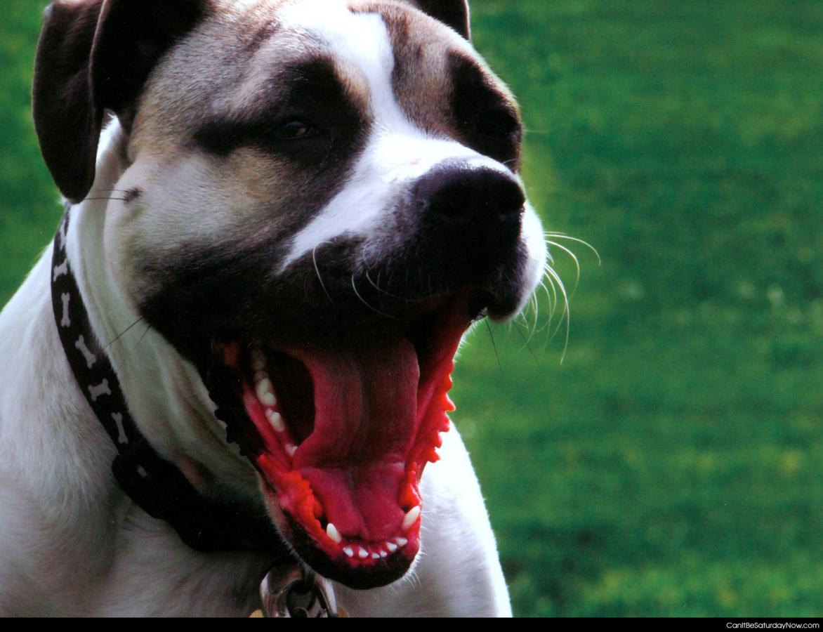 Dog yawn - dog yawning and showing his teeth