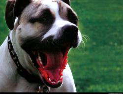 Dog yawn