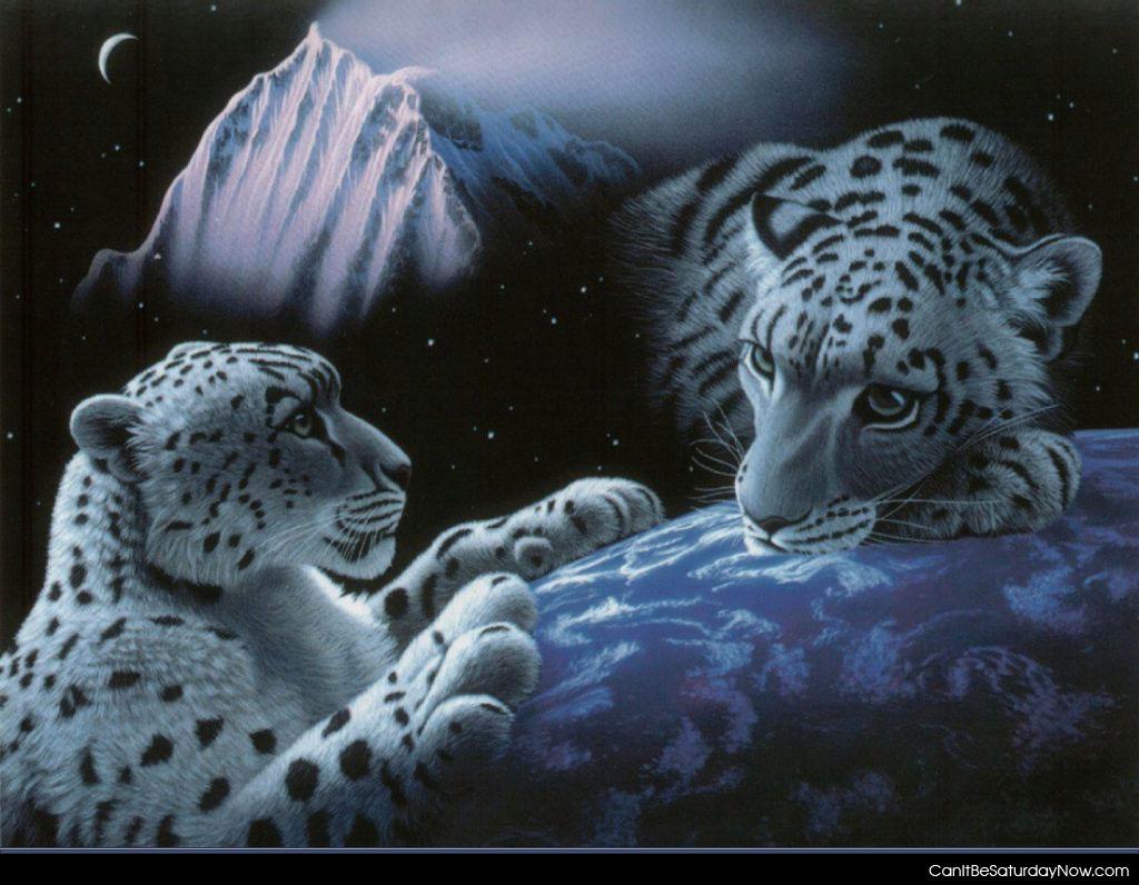 White tiger space - white tigers can only get cuter if you put them in space