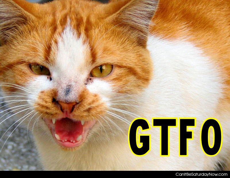 Gtfo rawrrr - kitty says GTFO