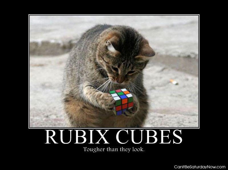 Cat rubix - kitty plays with a rubix cube