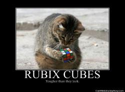 Cat rubix