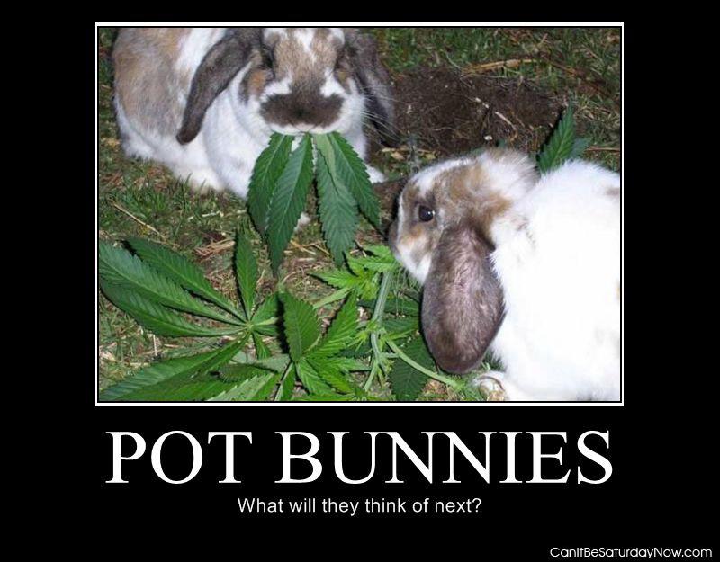 Pot bunnies - what will they think of next?