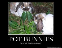 Pot bunnies