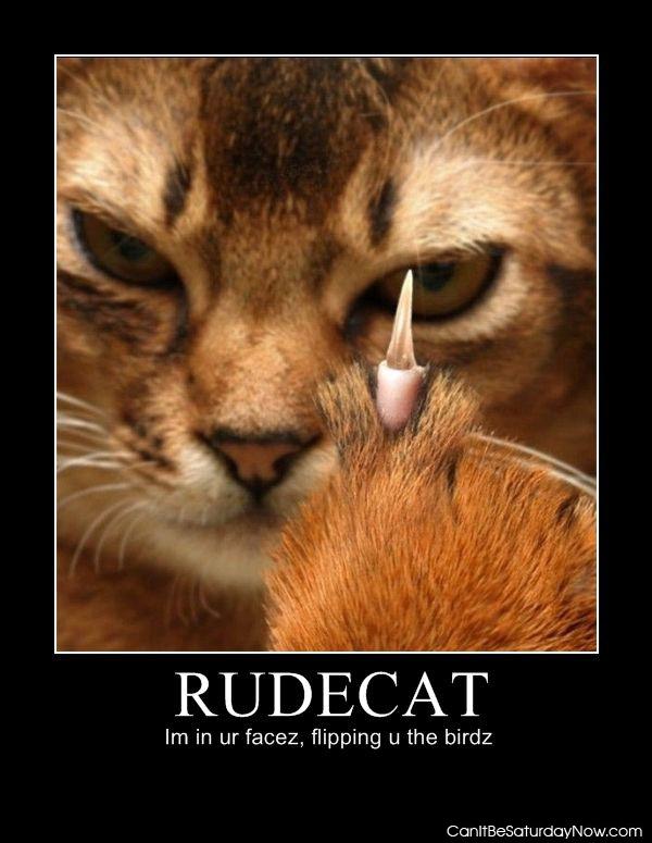 Rude cat - how did this cat learn this trick