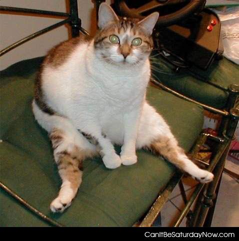Fat cat stare - this fat cat dose not want to be started at