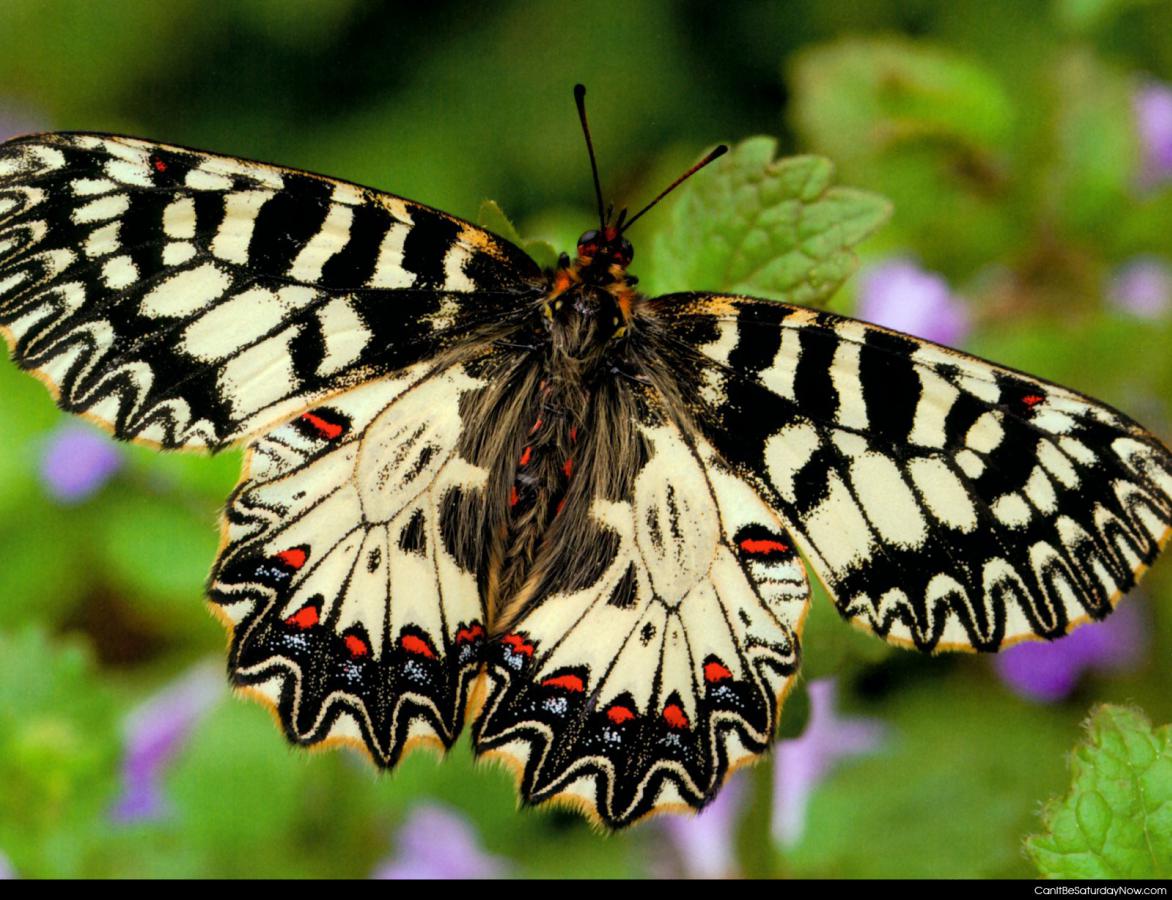 Butterfly - butterfly or a horse if you know your memes