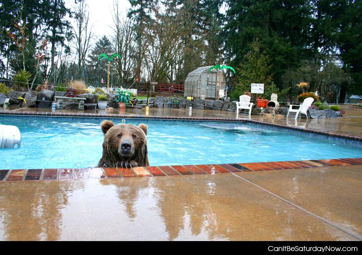 Bear pool - what he just wants a little swim