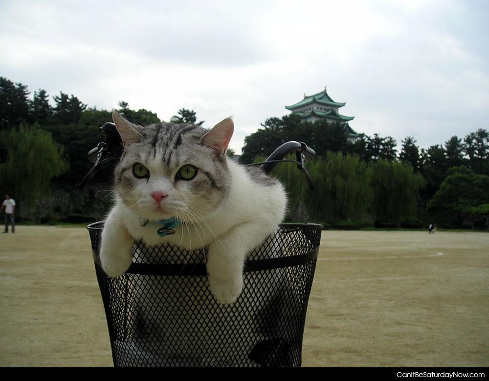 Basket cat - kitty likes going for bike rides... in China?