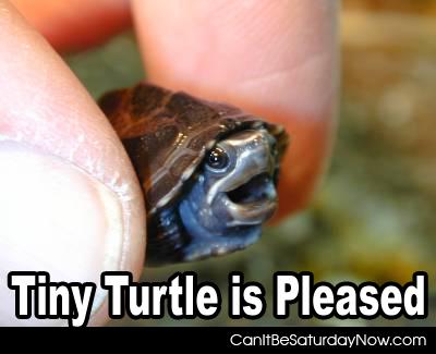 Tiny turtle - tint turtle is pleased