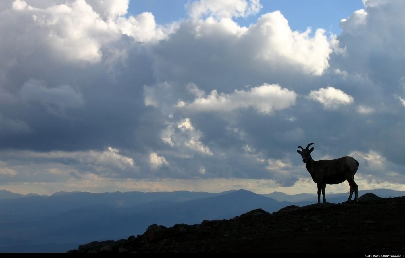 Deer mountain - deer on top a mountain